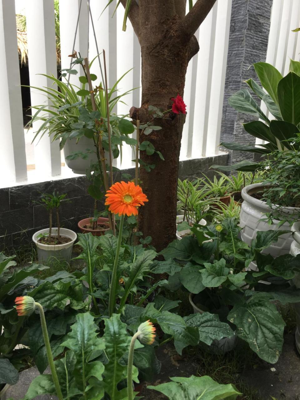 An Bang Scent Beach Homestay Hoi An Exterior foto